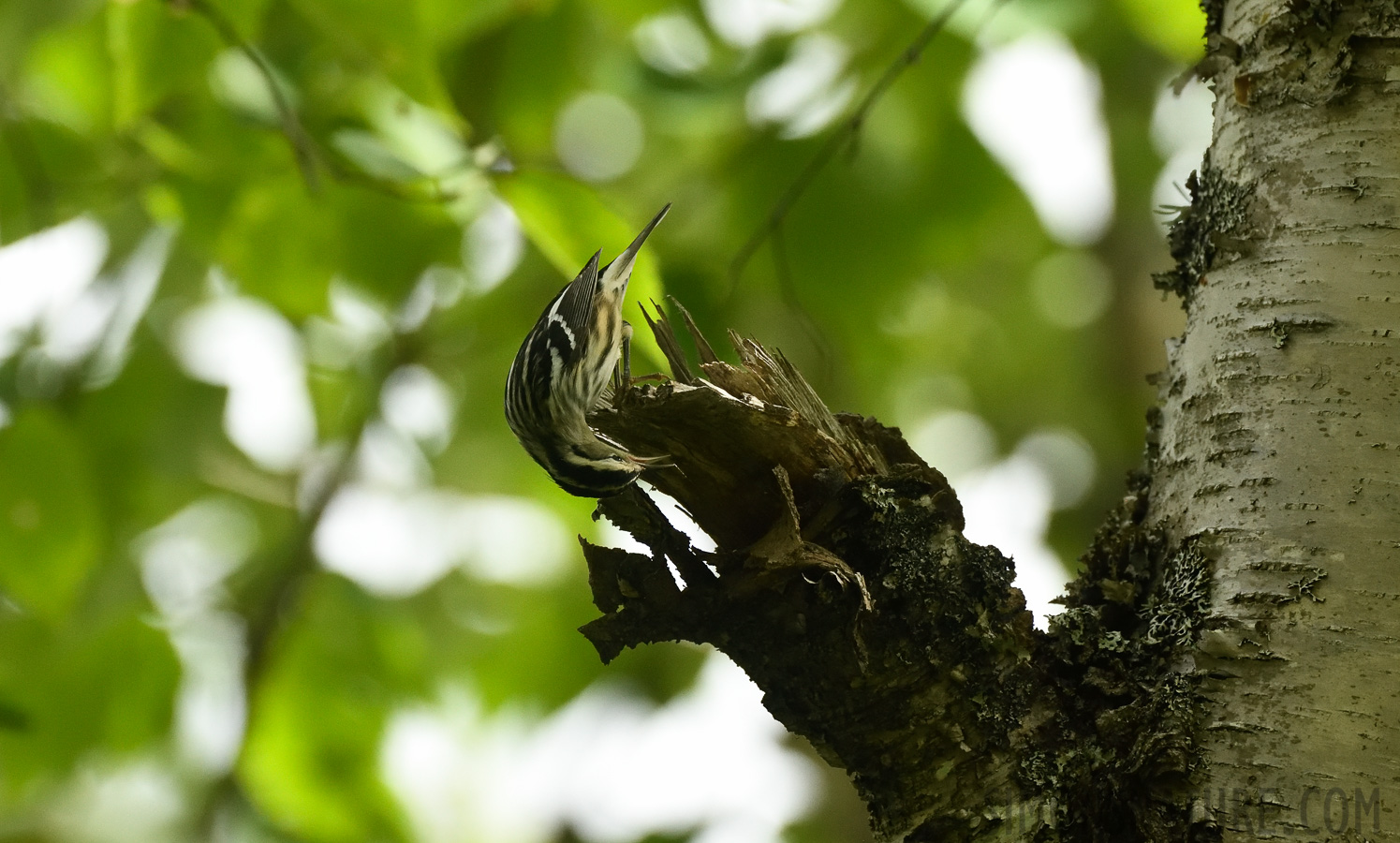 Mniotilta varia [400 mm, 1/1250 sec at f / 7.1, ISO 2500]